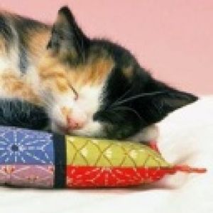 Gato Dormindo em um Travesseiro