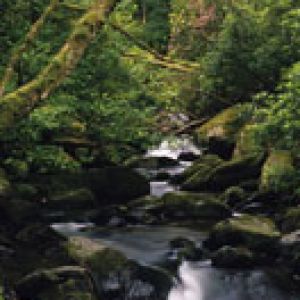 Riacho Sereno na Floresta