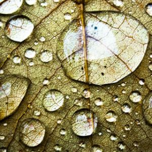 Gotas de água em uma folha