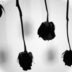 Rosas Negras em Monocromático