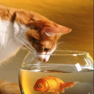 Gato Curioso e Peixe Dourado