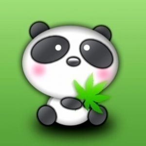 Panda Fofo Segurando Folha