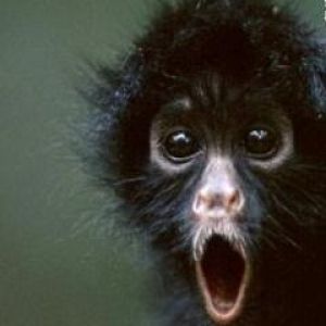 Macaco Fofo Bocejando