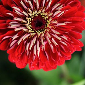 Flor Vermelha Vibrante