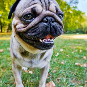 Cão Pug Feliz