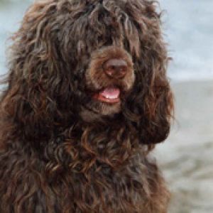 Cachorro Marrom Fofo