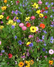 Campo de Flores Coloridas