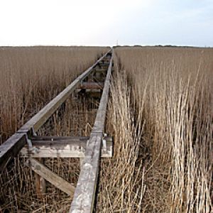 Caminho Sereno no Pântano