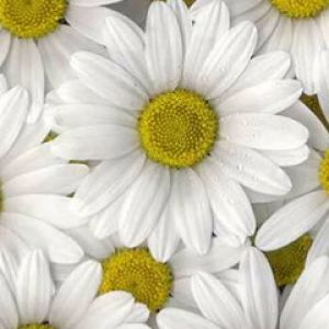 Lindas Margaridas Brancas
