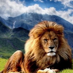 Leão Majestoso na Natureza