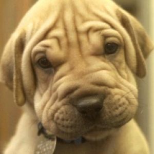 Adorável Filhote de Shar Pei