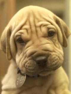 Adorável Filhote de Shar Pei