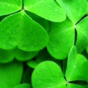 Folhas de Trevo Verde Vibrante