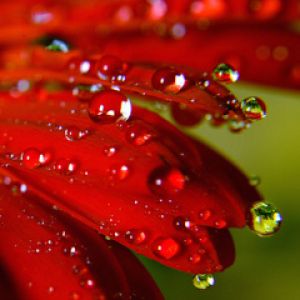 Flor Vermelha com Gotas de Água