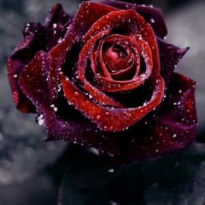 Rosa Vermelha de Luxo