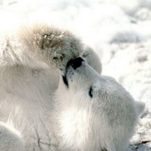 Urso Polar Fofo Brincando