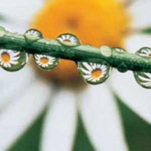 Gotas de orvalho em margarida