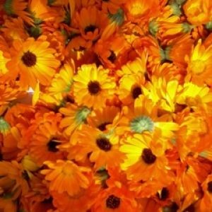 Flores Laranjas Vibrantes