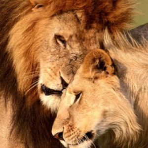 Casal de leões se abraçando