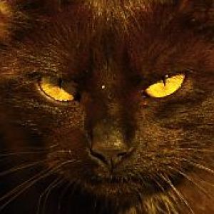 Gato Preto Misterioso