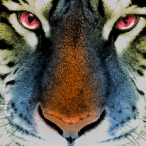 Close-Up de um Tigre Majestoso