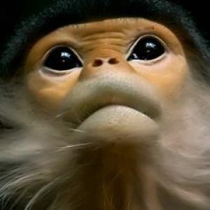 Close-Up de Macaco Fofo