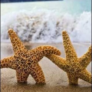Estrela do Mar na Praia