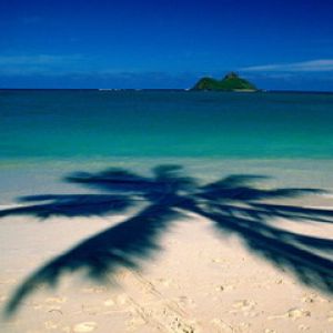 Praia Tropical com Sombra de Palmeira