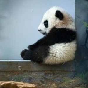 Filhote de Panda Adorável