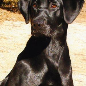 Labrador preto