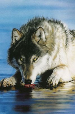 Lobo Majestoso à Beira da Água