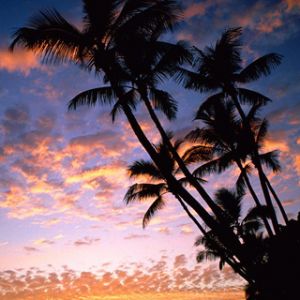 Pôr do Sol Tropical com Palmeiras