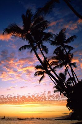 Pôr do Sol Tropical com Palmeiras