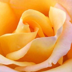 Linda Rosa Amarela