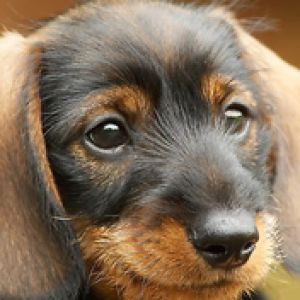 Filhote de Dachshund Fofo