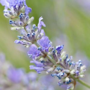 Flor de Lavanda em Close-Up