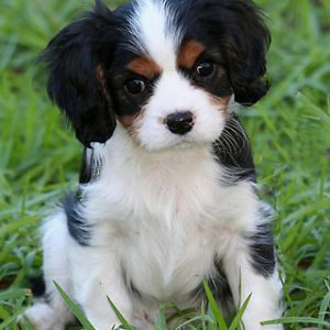 Adorável Filhote Cavalier King Charles