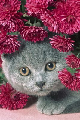 Gatinho Cinza Fofo com Flores