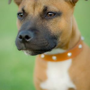 Retrato de Cão Marrom