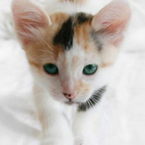 Gatinho Adorável com Olhos Verdes