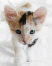 Gatinho Adorável com Olhos Verdes