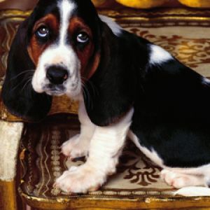 Adorável Filhote de Basset Hound