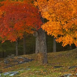 Árvores de Outono em Cores Vibrantes