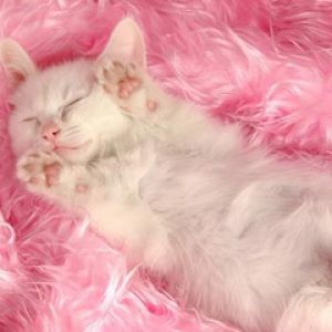 Gatinho Branco Dormindo