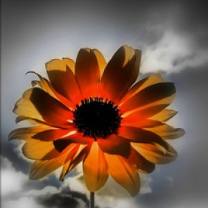 Flor Vibrante ao Pôr do Sol