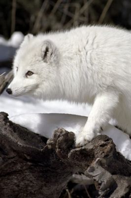 Raposa Ártica na Neve - wallpaper preview
