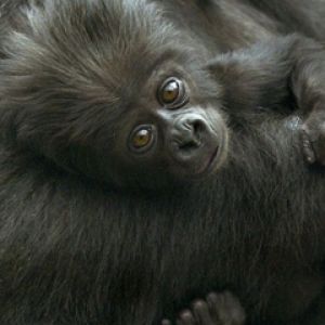 Bebê Gorila Fofo
