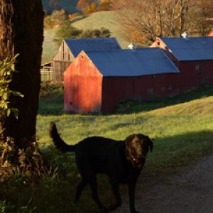 Cão Preto em Paisagem de Outono