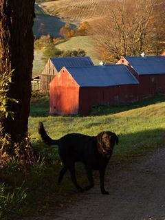 Cão Preto em Paisagem de Outono