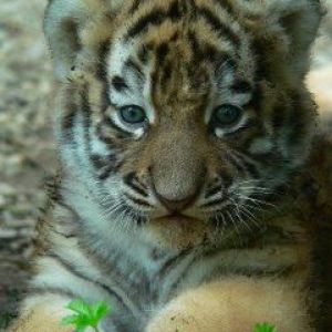 Filhote de Tigre Fofo